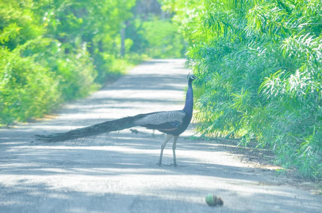 Forestville Parque nacional Yala Exterior foto