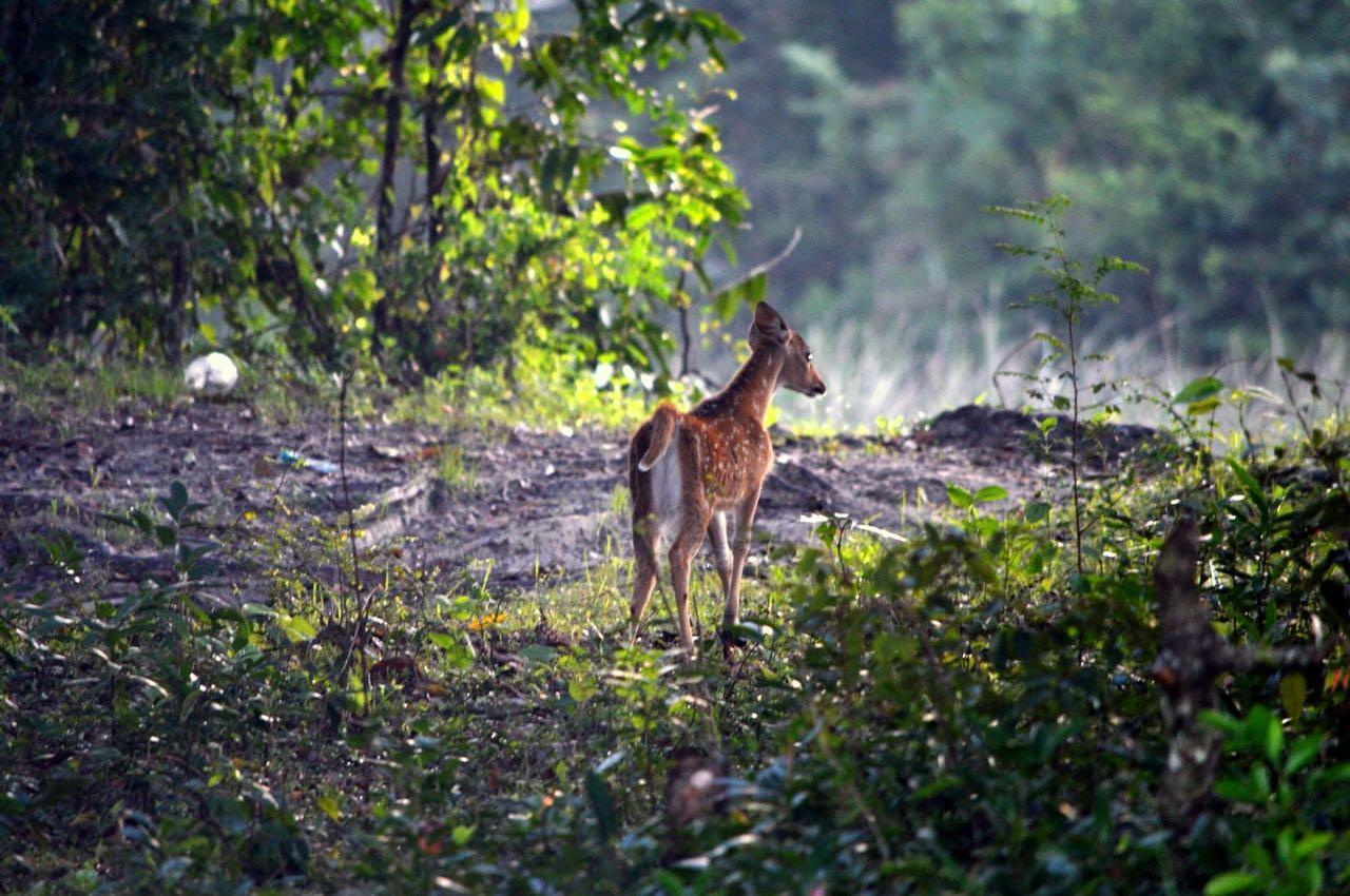 Forestville Parque nacional Yala Exterior foto