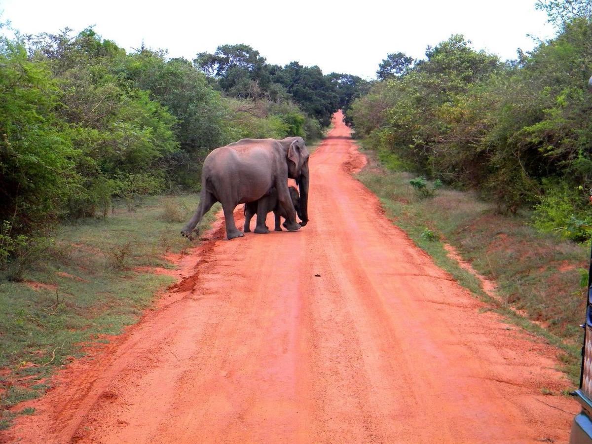 Forestville Parque nacional Yala Exterior foto
